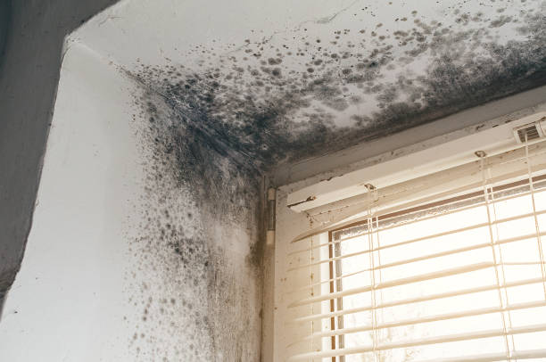 Affordable Bathroom Mold Removal solutions in New Braunfels, TX