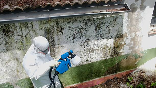 Top rated local Bathroom Mold Removal specialists in New Braunfels, TX